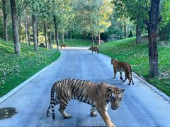 -北京野生动物园