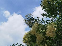 -凤池园