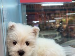 -FAELING PETS美天灵宠物(合生汇店)