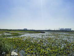 -天津东丽湖风景区