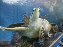 -上海海洋水族馆