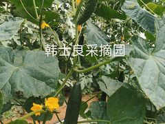-韩士良采摘园