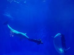 -多彩贵州城极地海洋世界