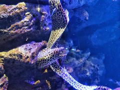 -暹罗海洋世界