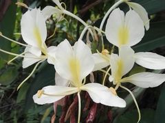 小花花又香又漂亮-鱼凫人家