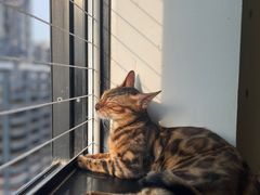 -楼上猫咖(罗湖店)