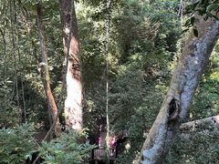 -西双版纳原始森林公园