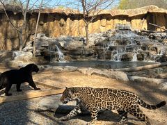 -北京野生动物园