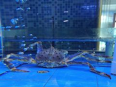 -红顶食府(滨湖九号店)