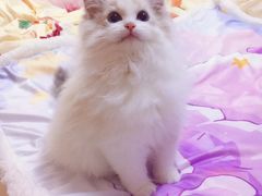 -Bastet sally猫舍购宠(静安店)