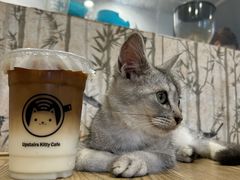 -楼上猫咖(罗湖店)