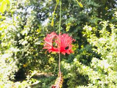 -中国科学院华南植物园