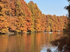 -上海海湾国家森林公园