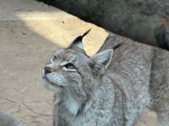 -青藏高原野生动物园