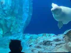 -珠海长隆海洋王国