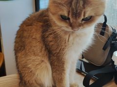 -有喵·猫咖·狗咖·30几只猫10只小狗(岗厦店)