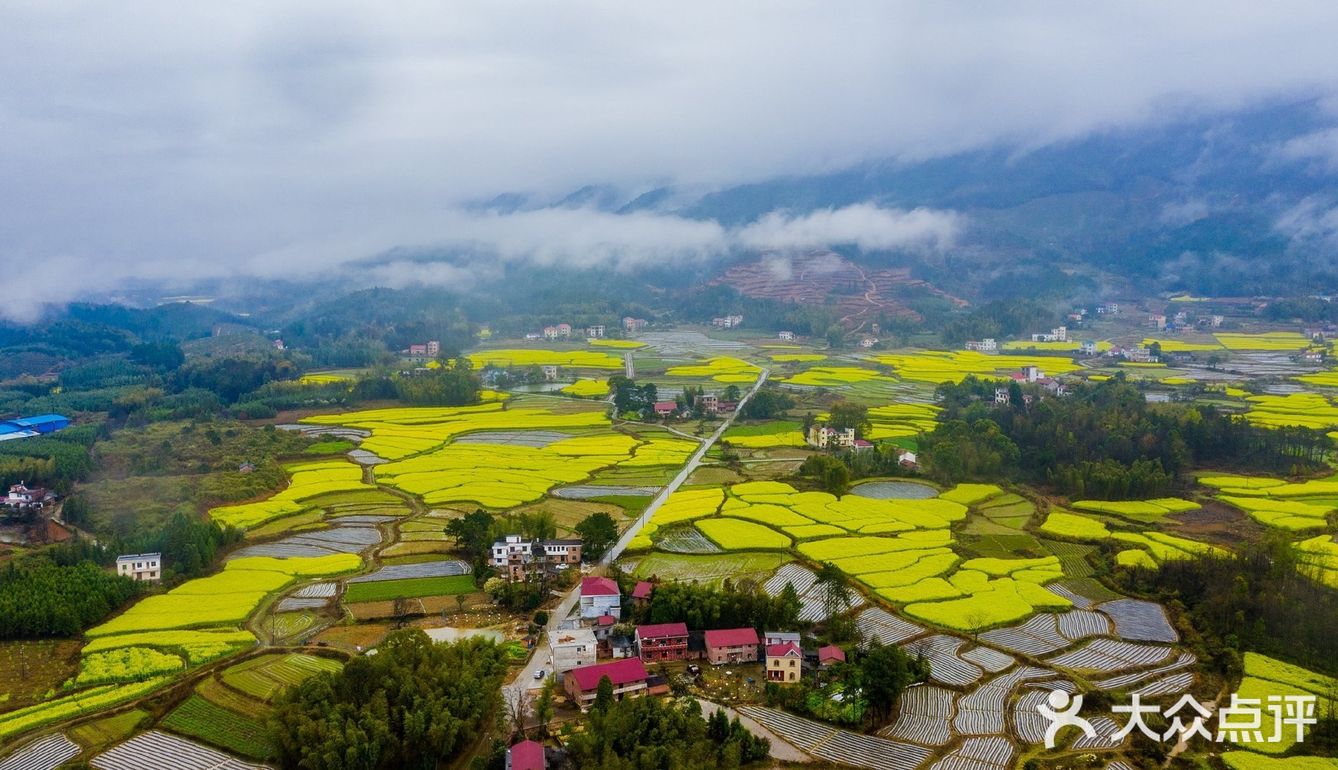春意在田间地头慢慢铺开，万亩油菜花成片绽放