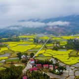 春意在田间地头慢慢铺开，万亩油菜花成片绽放