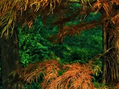 -云溪植物园