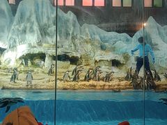 -帝企鹅自助餐厅•儿童岛•真企鹅(长隆企鹅酒店)