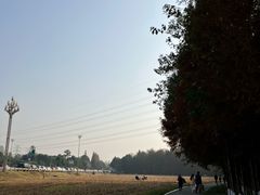 -桤木河湿地公园