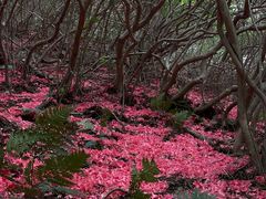 -木兰云雾山