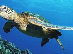 -海合安武汉极地海洋公园
