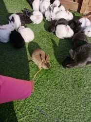 -萌宠亲子动物乐园(槐房万达店)