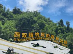 -西双版纳原始森林公园