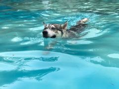 -汪说喵讲宠物乐园宠物酒店(红星美凯龙店)