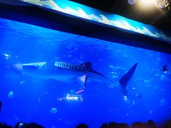 -烟台海昌鲸鲨海洋公园