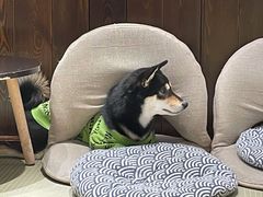 -逗柴咖啡屋·狗咖猫咖宠物桌游
