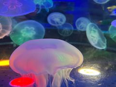 -太平洋海底世界