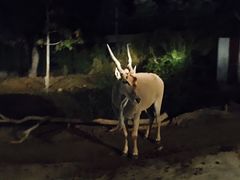 -清迈夜间动物园