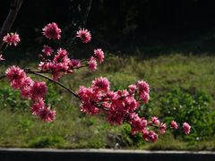 -上海佘山国家森林公园天马山园