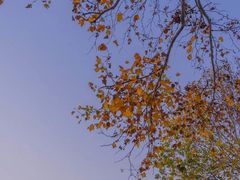 -三里屯东五街银杏大道