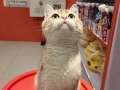 -三花喵·撸猫购宠·宠物生活馆(虹桥南丰城店)