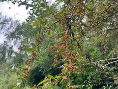 -桤木河湿地公园