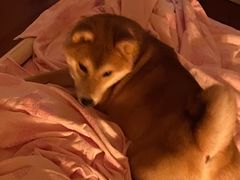 -爱宠屋pet shop·宠物洗澡·宠物美容