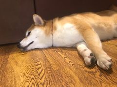 -柴务处·柴犬主题狗咖