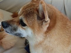 -怪兽屋·羊驼·猫咖·狗咖(俊华广场店)