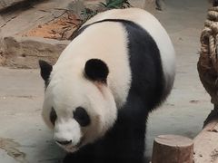 -灵玲国际马戏城