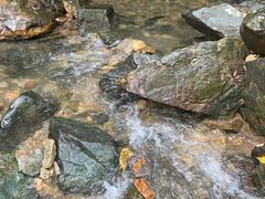 -鼎湖山风景区