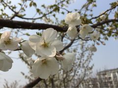 高东镇樱花园-高东镇樱花园