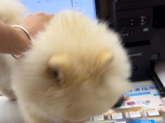 -瑞派康怡24h宠物医院·犬猫医疗中心·微创绝育(瑞景分院)