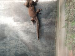 -上海大自然野生昆虫馆(东方明珠·爬宠昆虫探索中心)