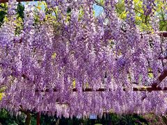 -嘉定紫藤园