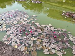 -广州莲花山旅游区