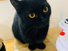 -李小姐の猫咖啡馆(五角场店)