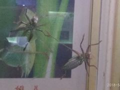 -上海昆虫博物馆